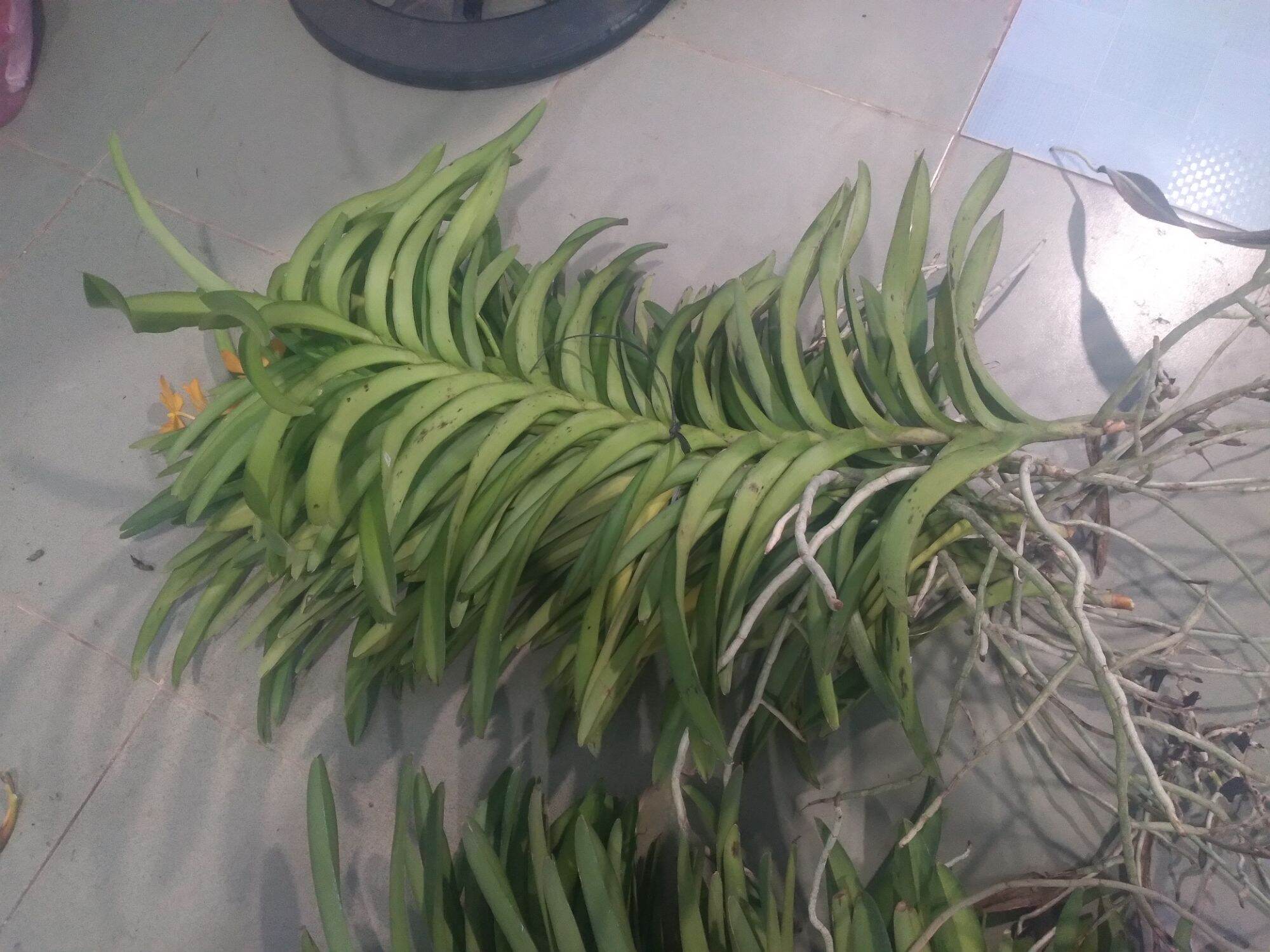 2 Cây Lan Giống Mokara  Màu Đỏ (cây cao 50-60 cm)