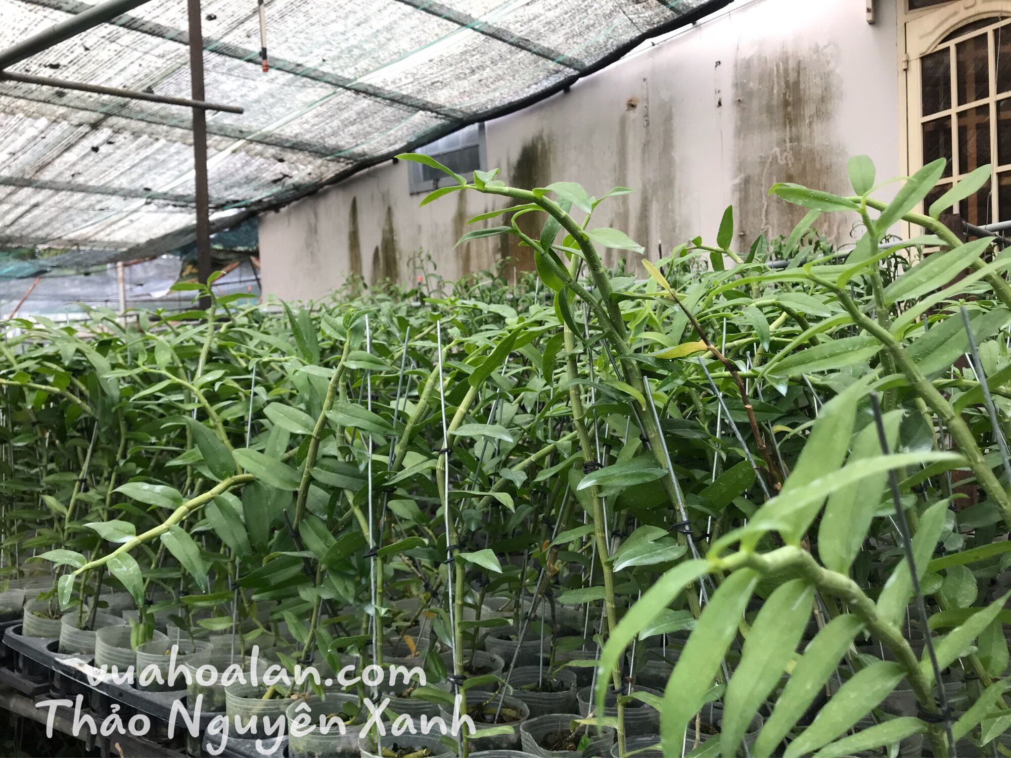 Phi Điệp (5ct) Họng Hồng Cây Trung (40-50cm)
