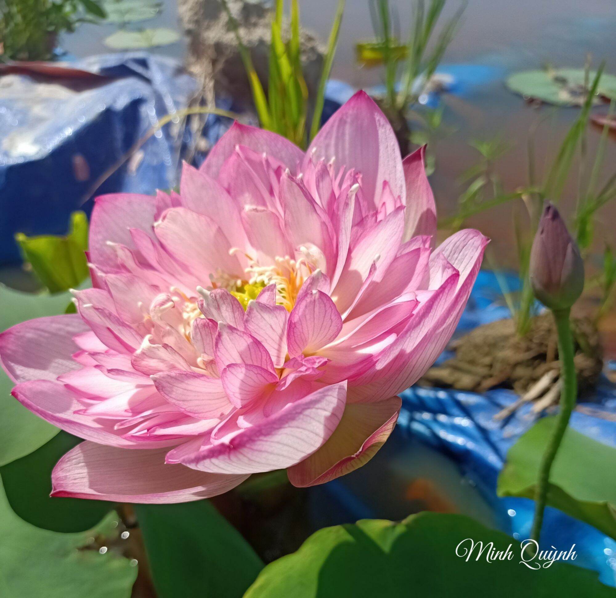 Củ sen Pink Lady