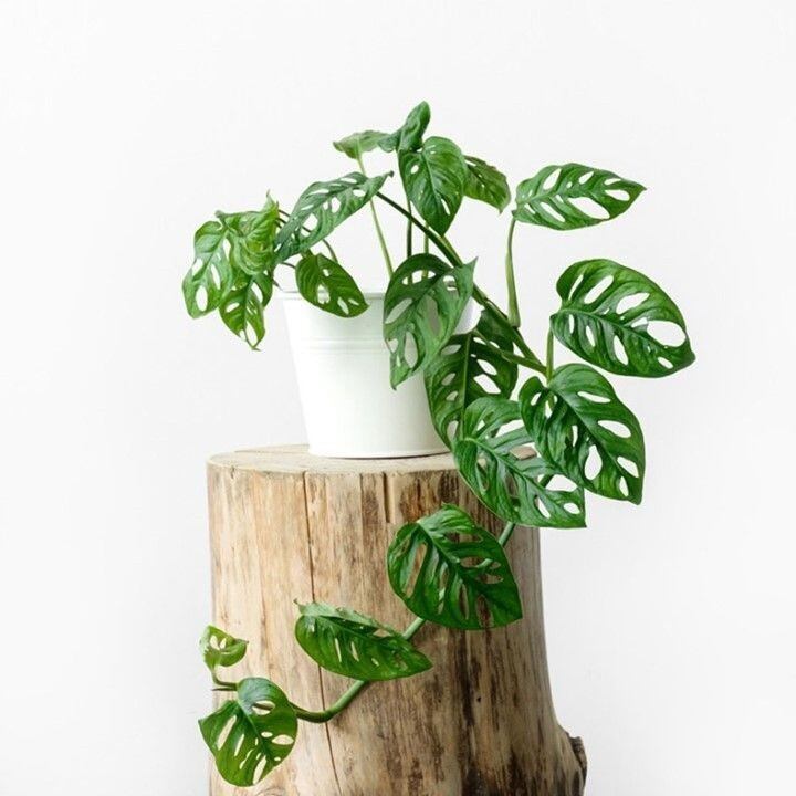 Cây trầu bà lổ