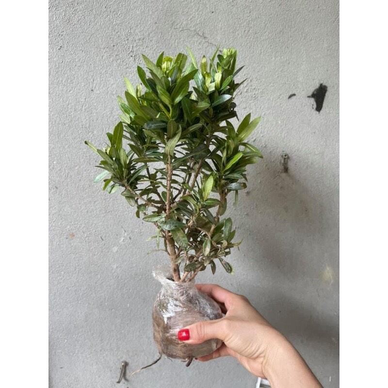 cây giống hoa đỗ quyên