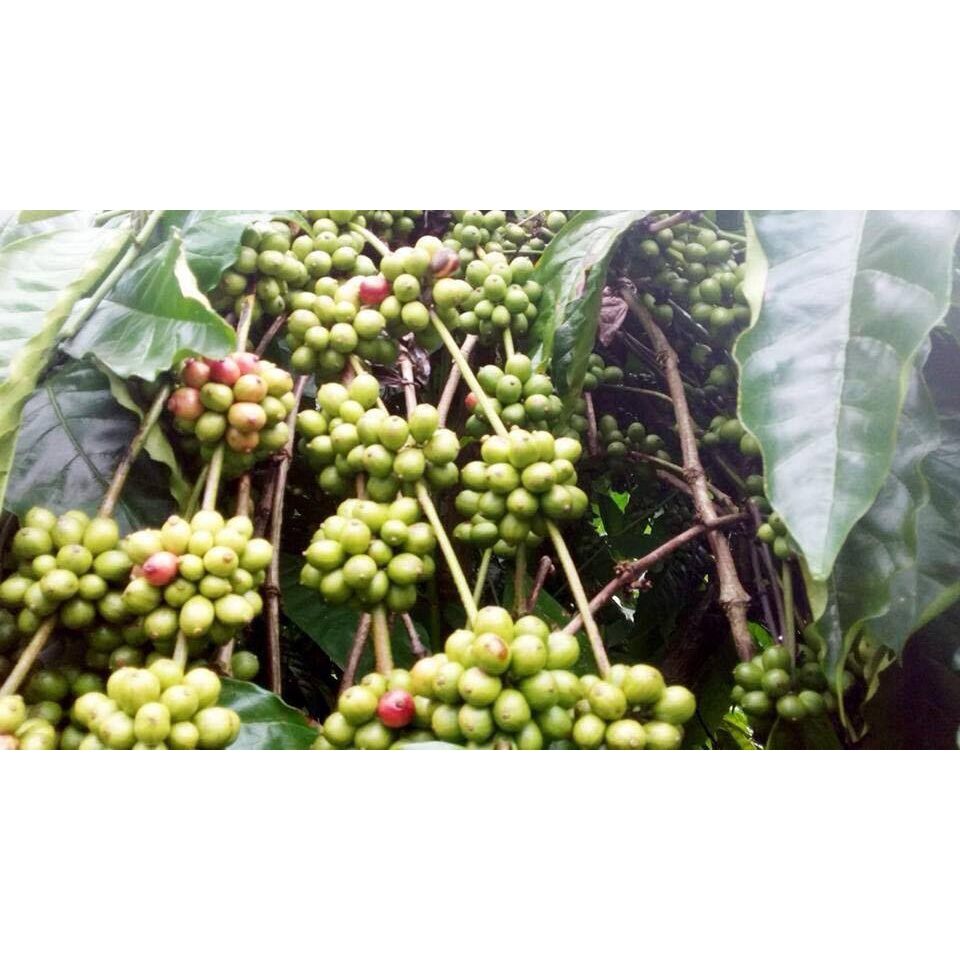HẠT GIỐNG CÀ PHÊ DÂY THUẬN AN [ 1 KG  HẠT TUYỂN CHỌN BAO NẢY MẦM] CÓ BẢO HÀNH.