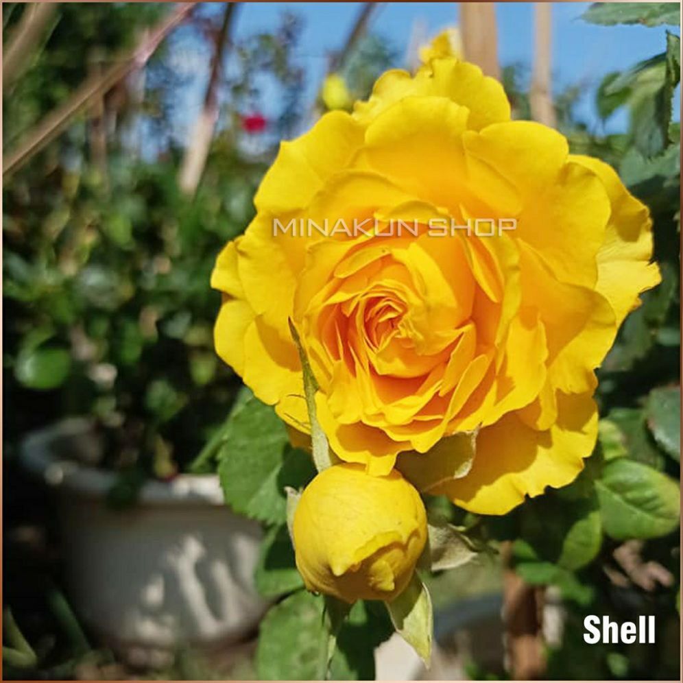 Hoa hồng Shell Rose vàng - hồng bụi, lâu tàn