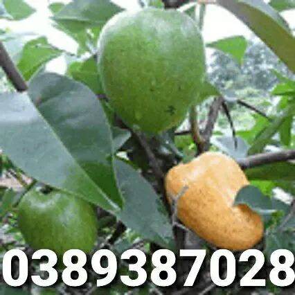 cây giống bình bát,1 cây