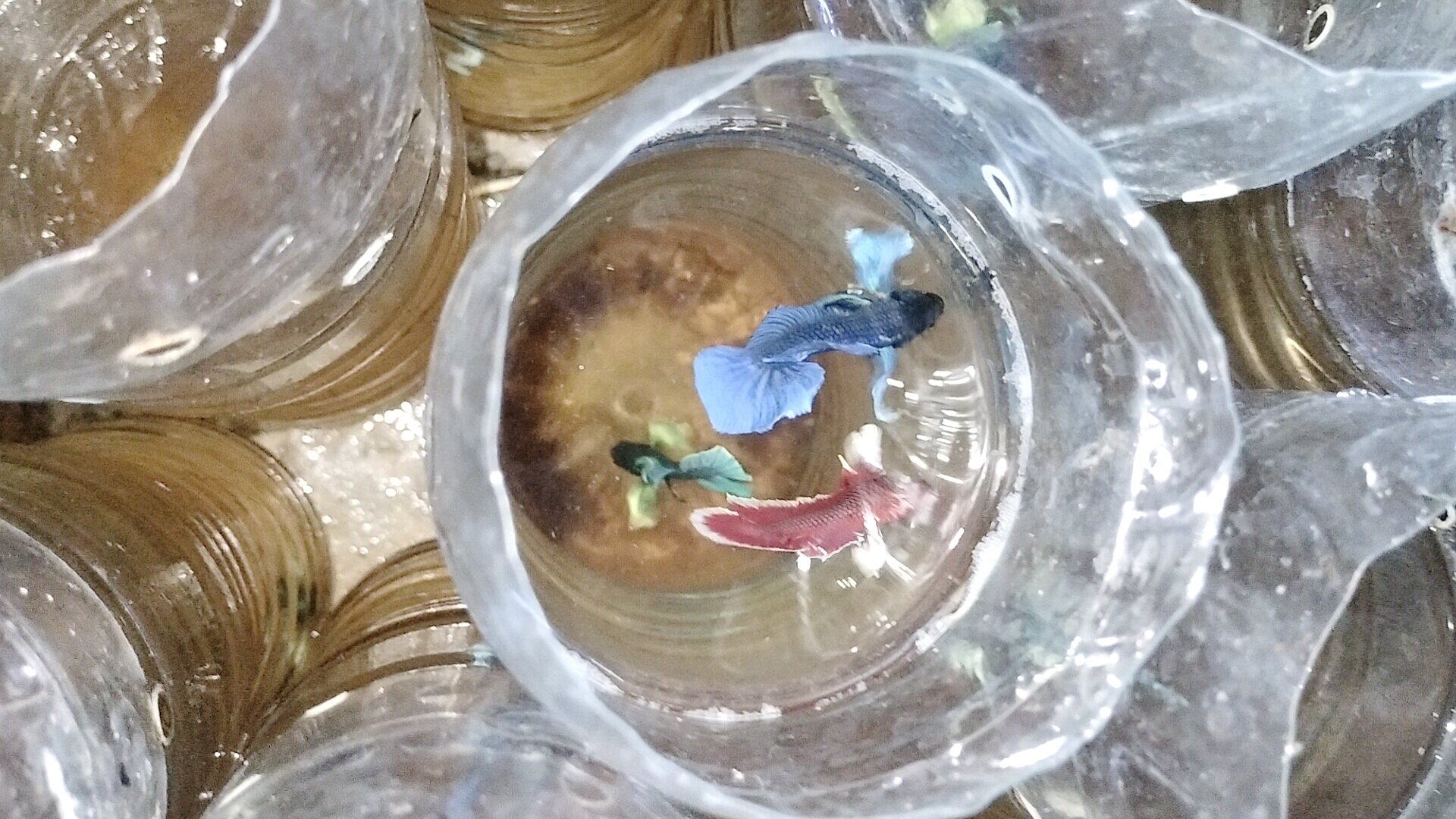 Betta dumbo combo  5 bé trống 100k
