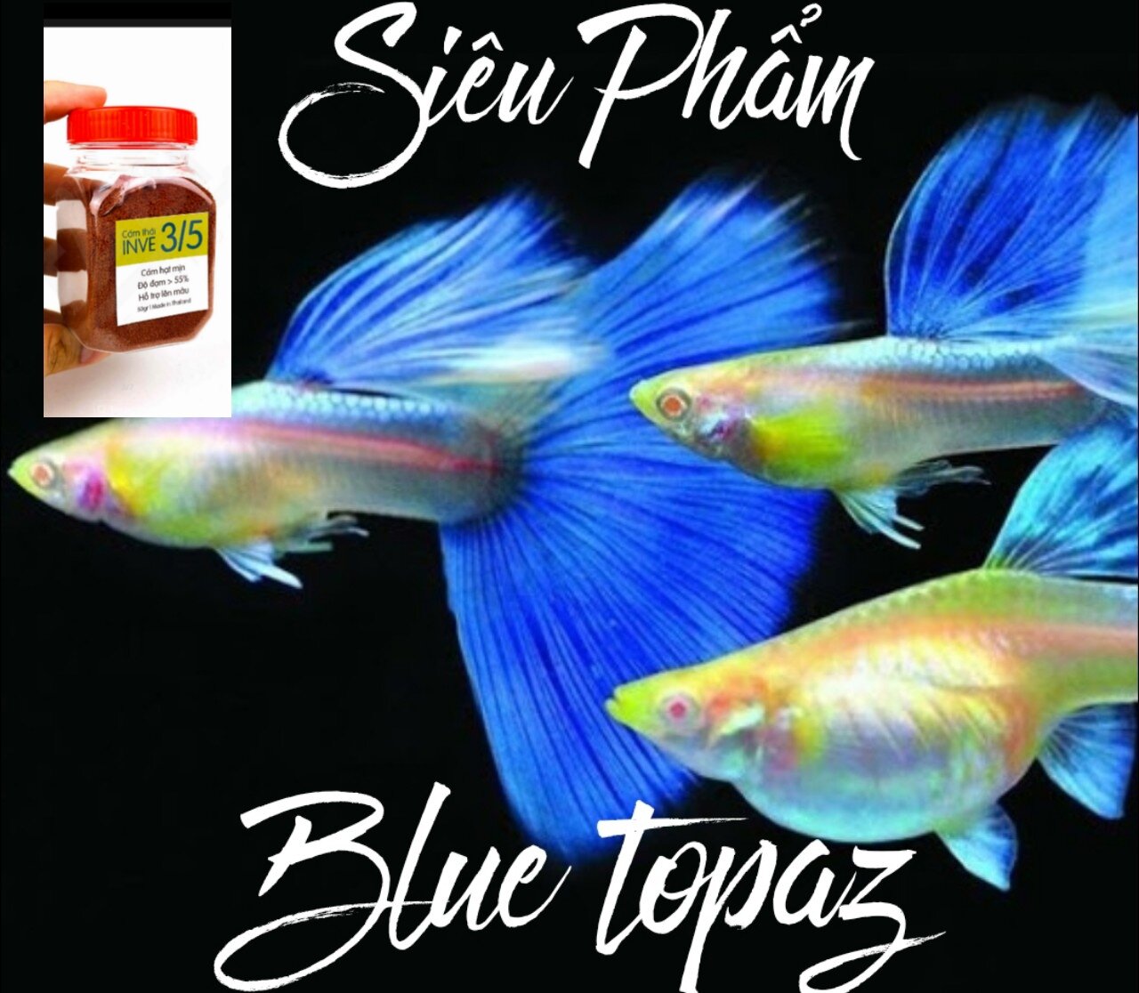 Guppy Blue Topaz 2 mái 1 trống, cám guppy