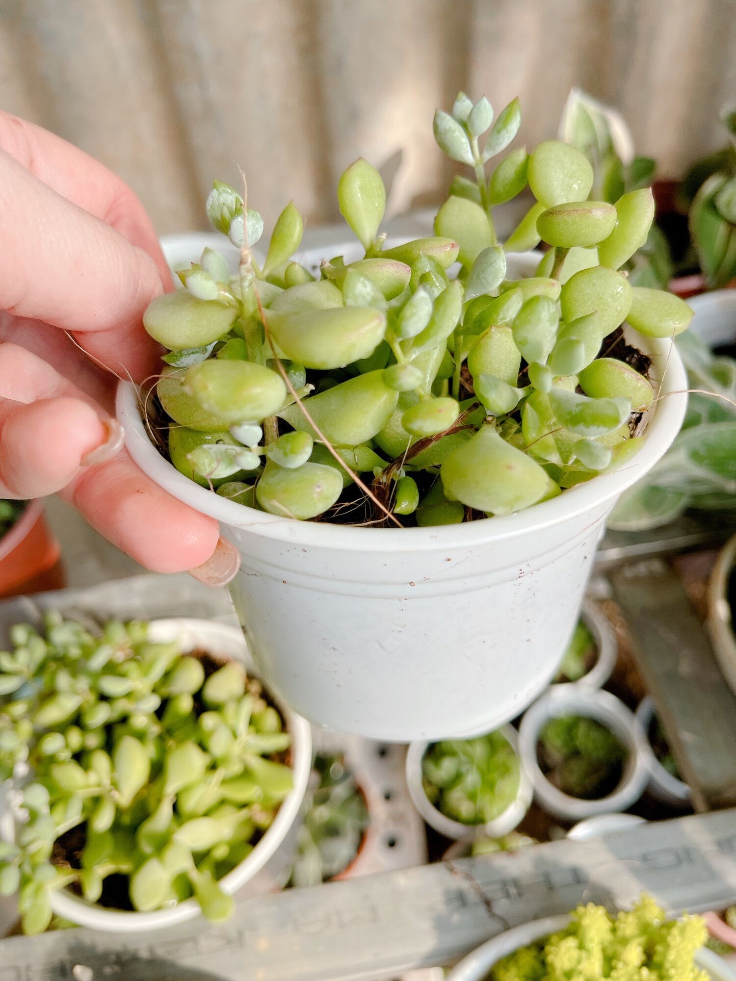 Sen đá sỏi dây size trung 5-7 cm xuất vườn đà Lạt