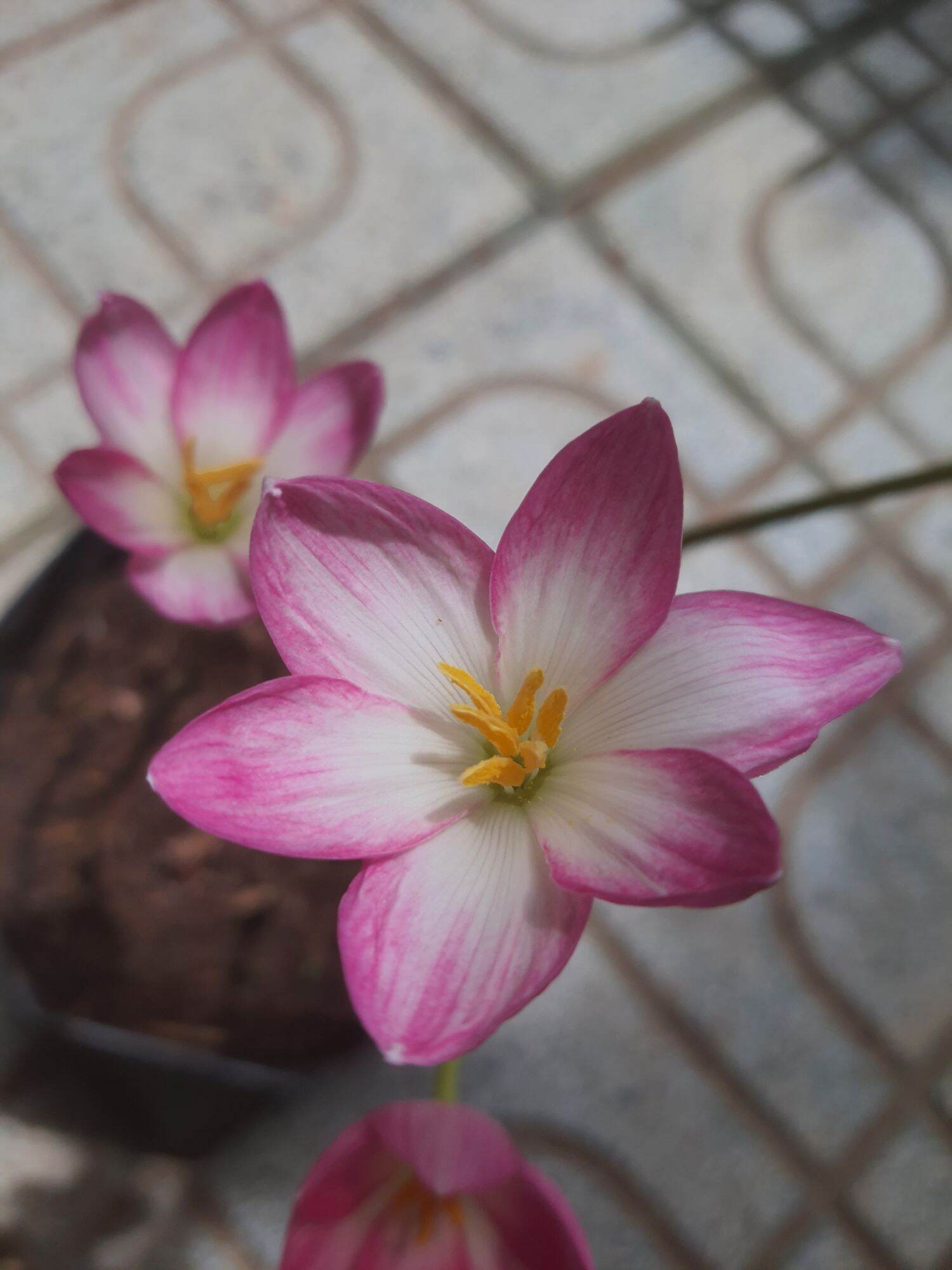 20 củ HOA HUỆ MƯA MIX MÀU.