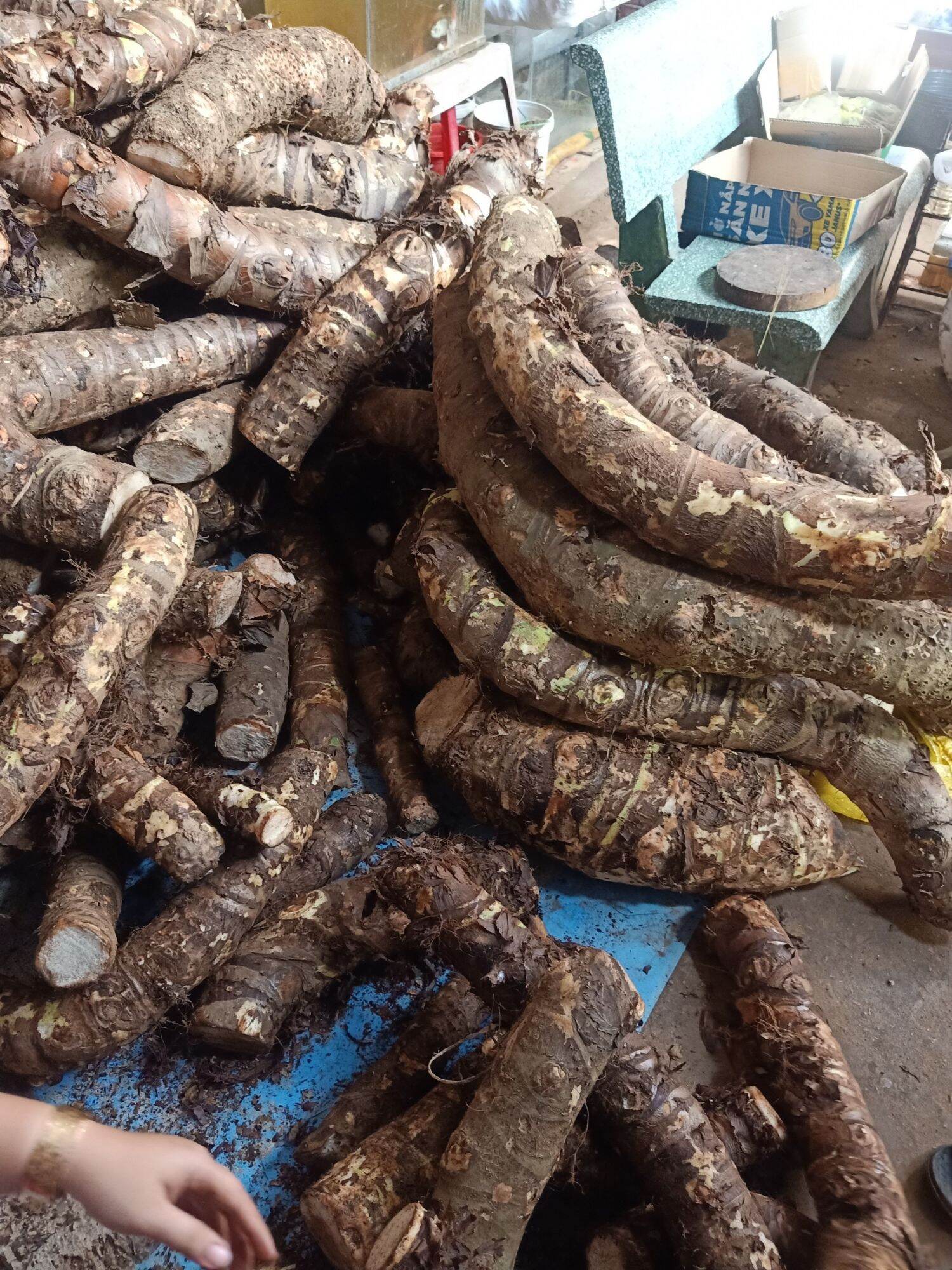 Củ Bạc Hà Núi trị ung thư( củ mọc tự nhiên trên núi Cấm linh thiêng) 10kg trị ung thư