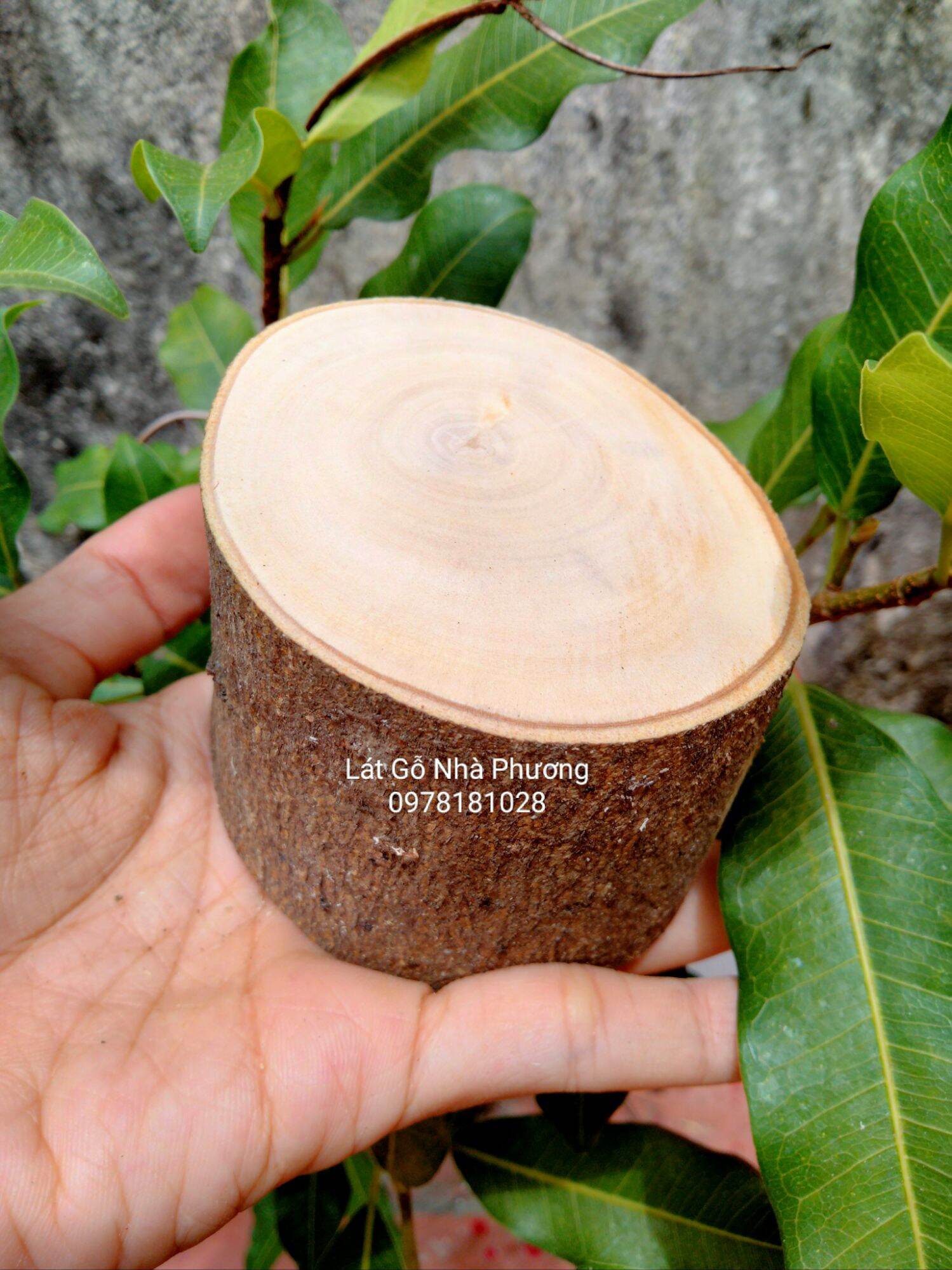 Khúc gỗ tự nhiên cao 5cm, đk 5-6cm