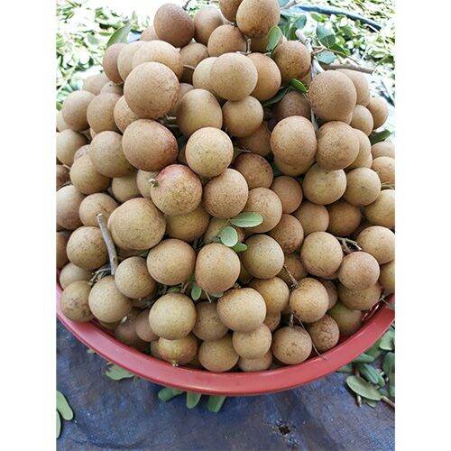 CÂY GIỐNG NHÃN XUỒNG CƠM VÀNG ( HÀNG CHUẨN GIỐNG )