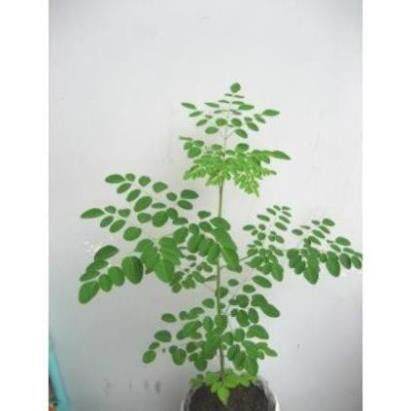 1cây chùm ngây giống