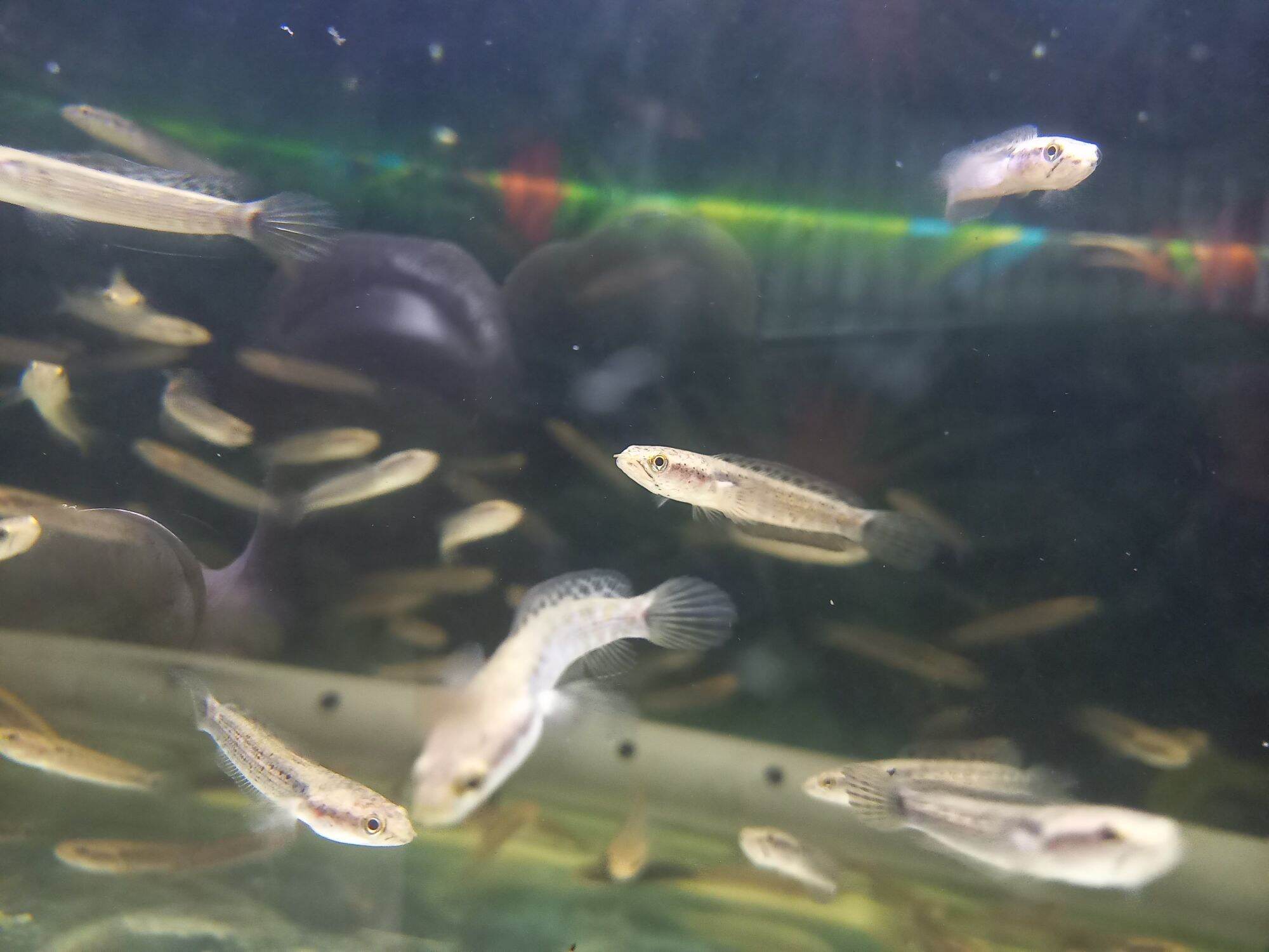 Phá.o hoa đốm vàng 3,4 cm