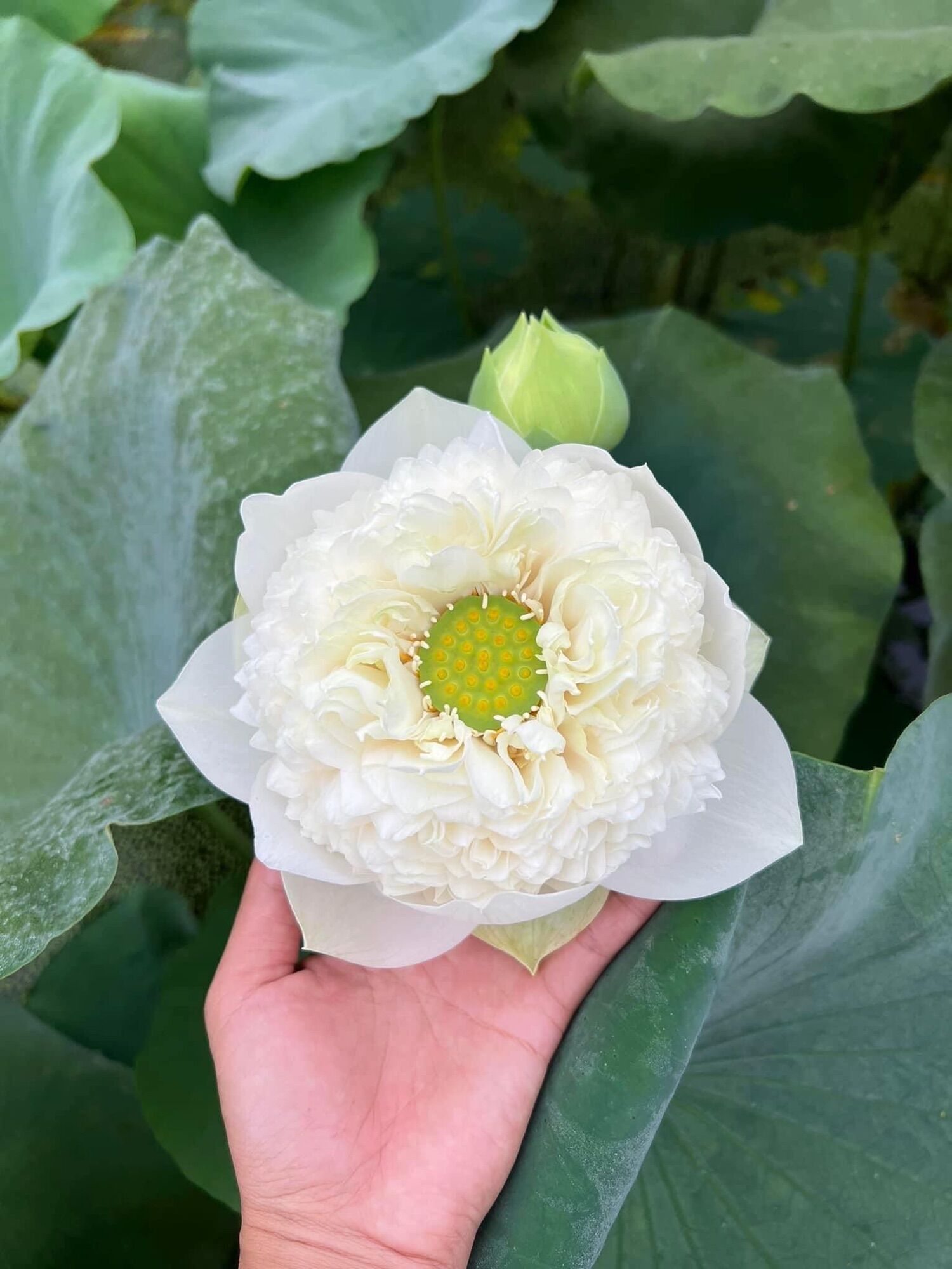Củ Sen Thái- Trắng Hoàng Kim (củ giống)
