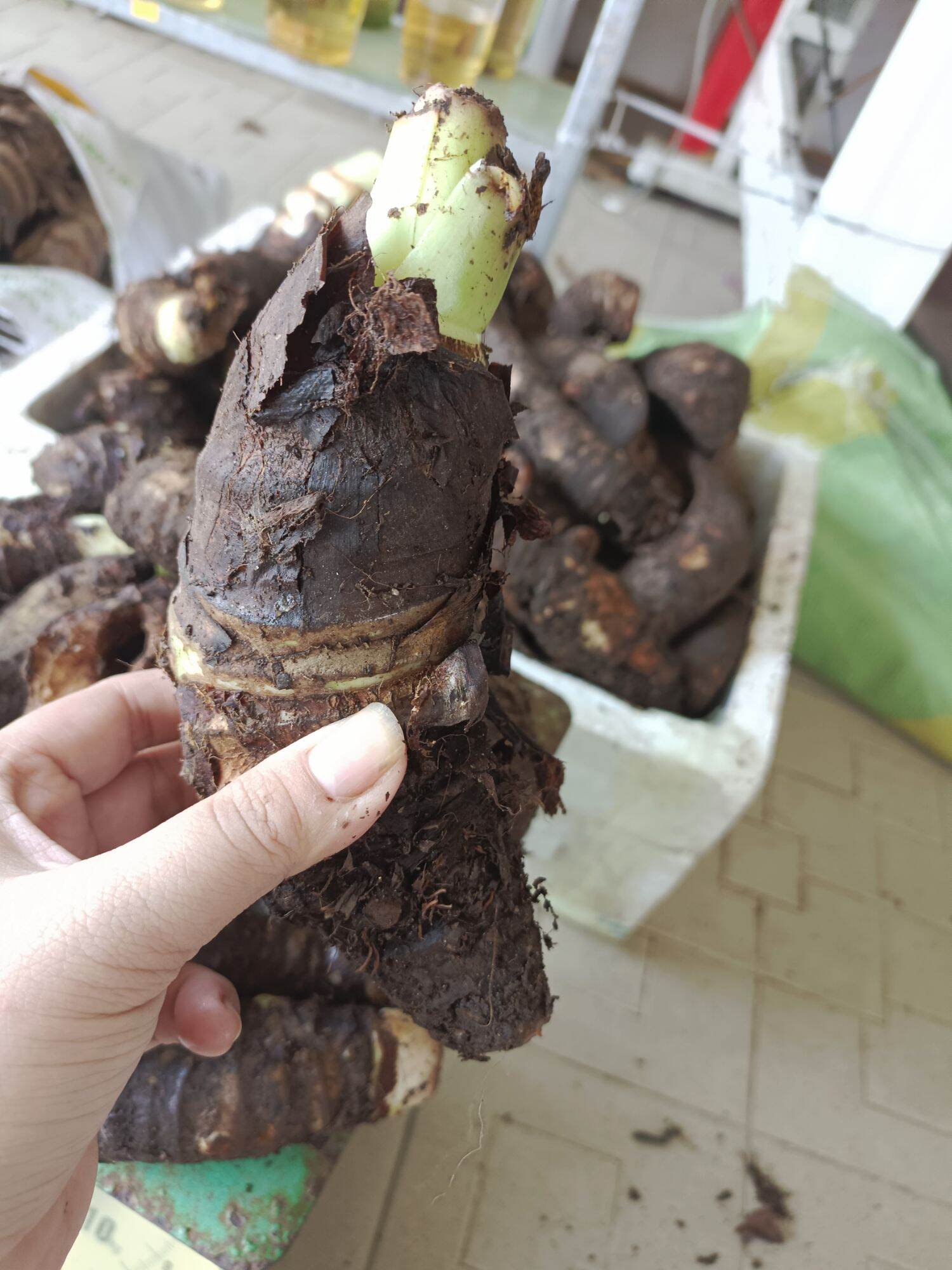 3 Cùi củ bạc hà núi ( cây ráy) giống