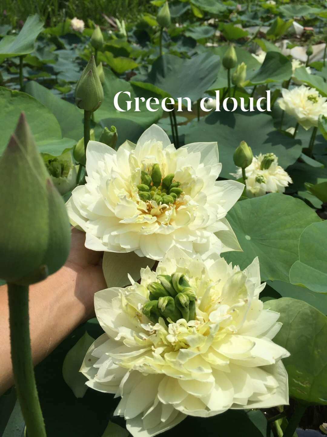 củ giống hoa sen green cloud