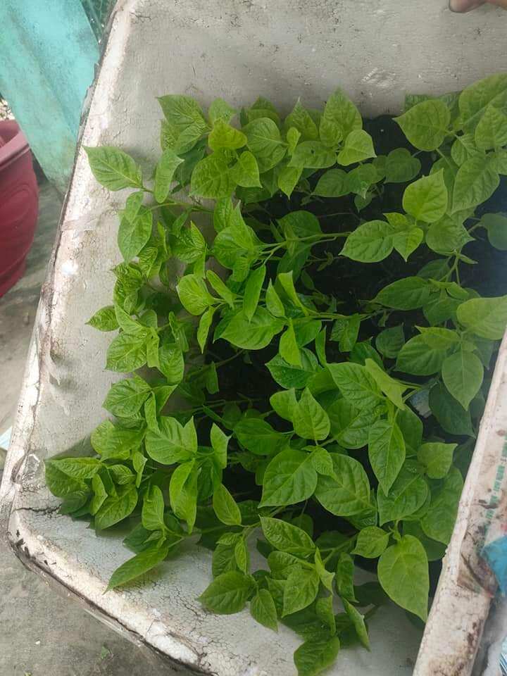 10 cây giống ớt peru
