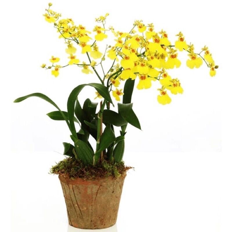Hoa lan vũ nữ(1 khóm) HOA TẾT
