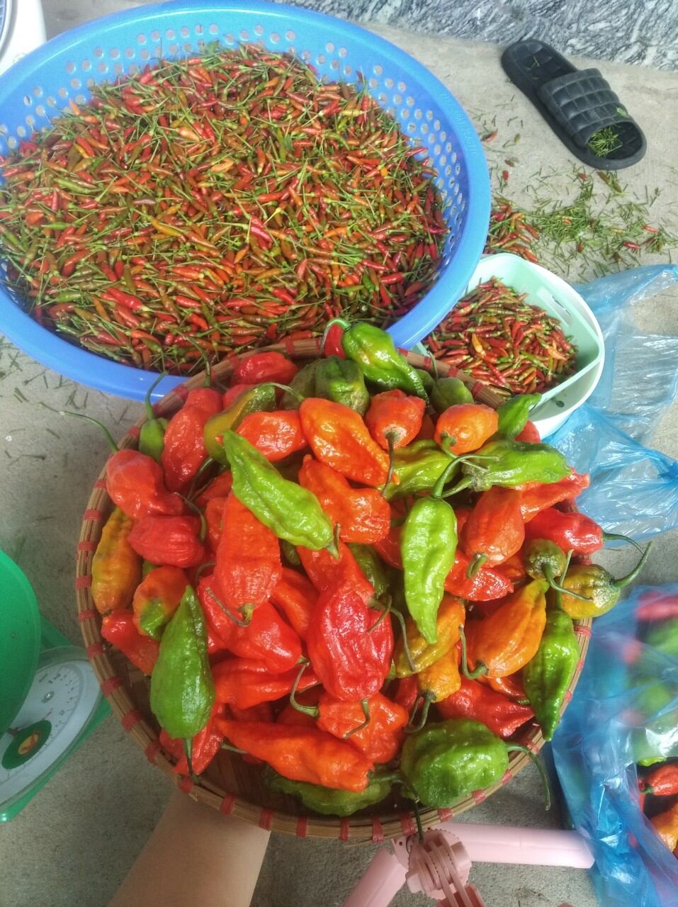 ớt trung đoàn xóc muối
