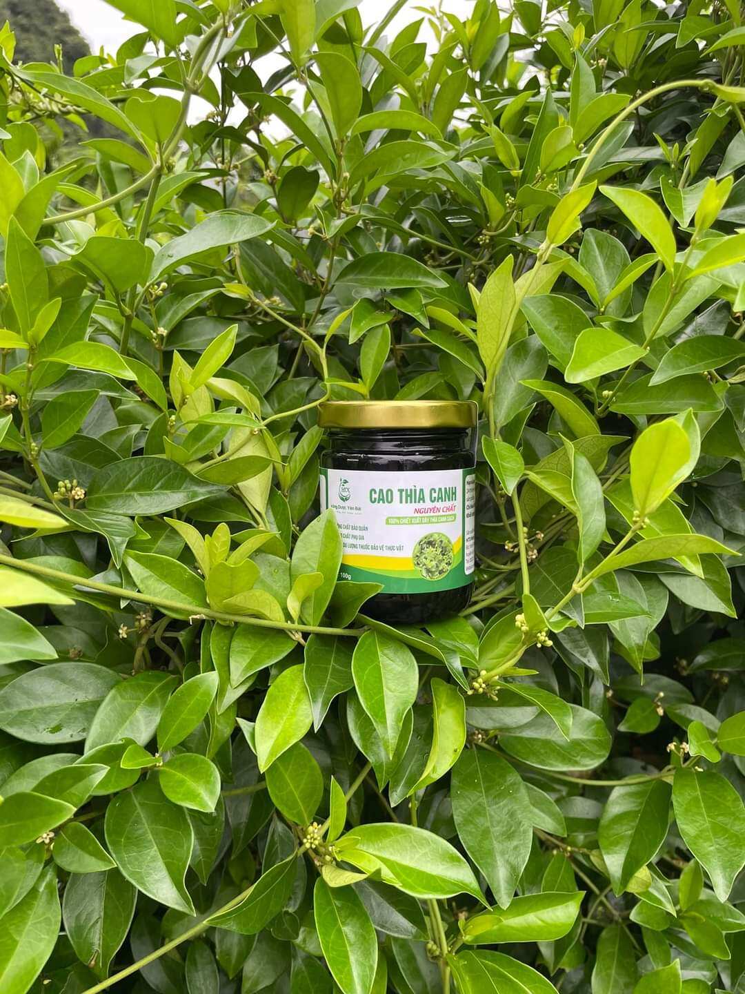 Cao thìa canh sạch 100gram - htx nông dược yên bái