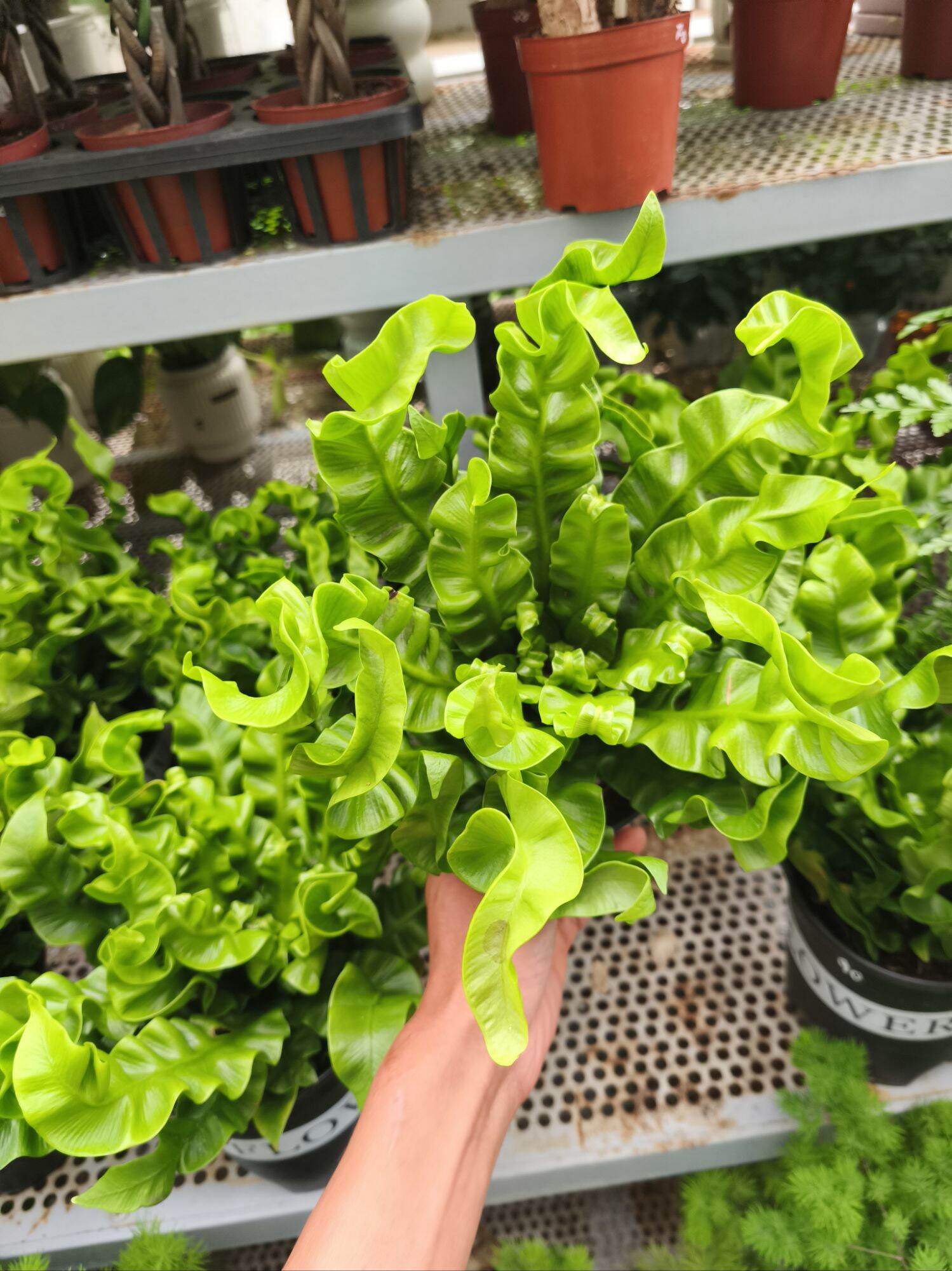 Cây dương xỉ tổ phụng
