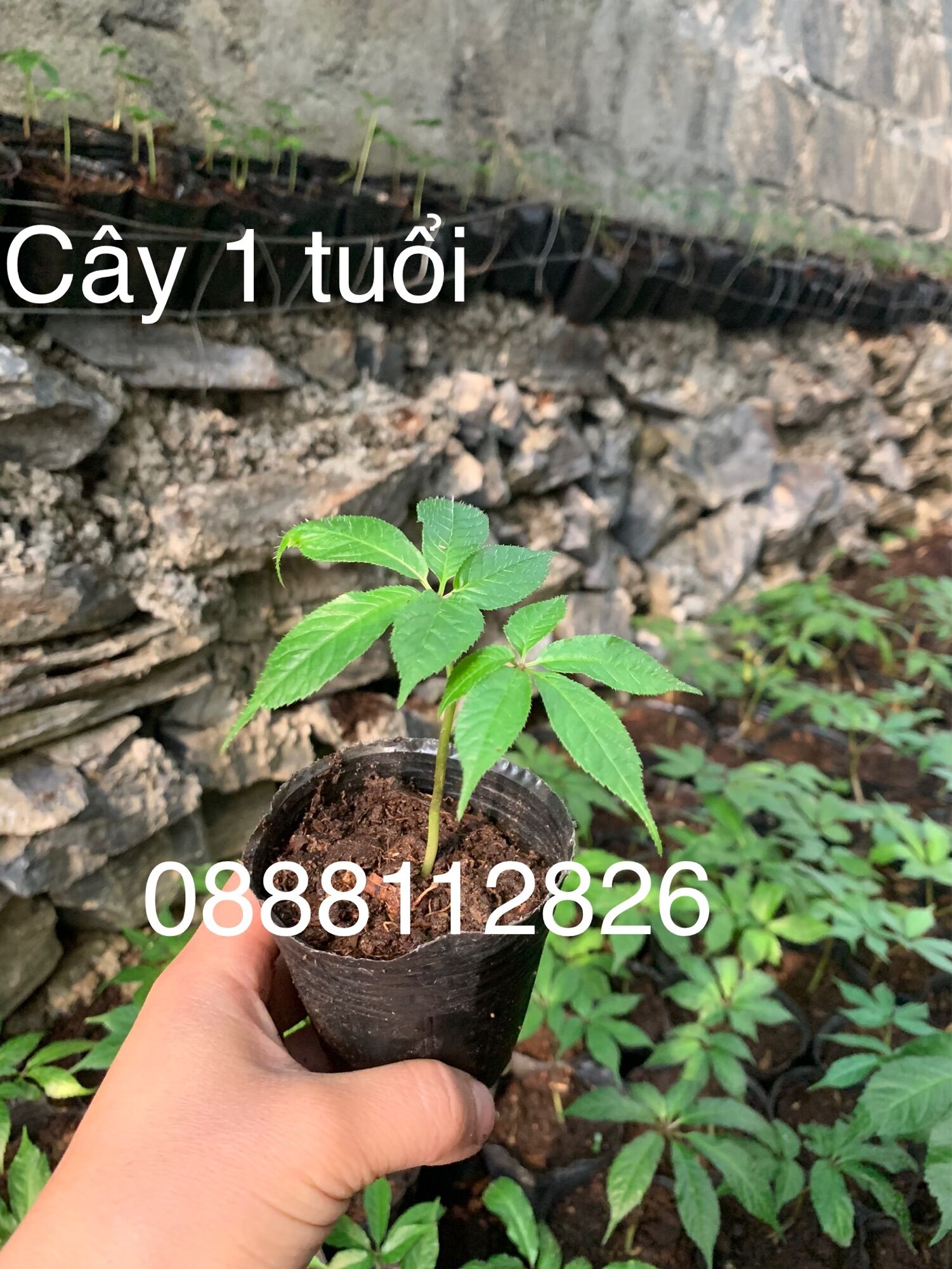 Cây giống sâm ngọc linh 1 năm tuổi