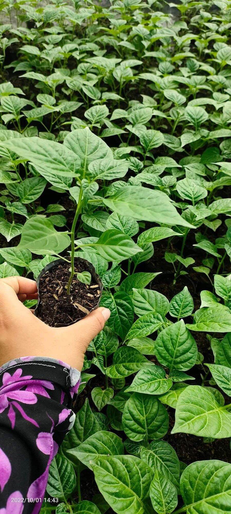 10 cây giống ớt peru