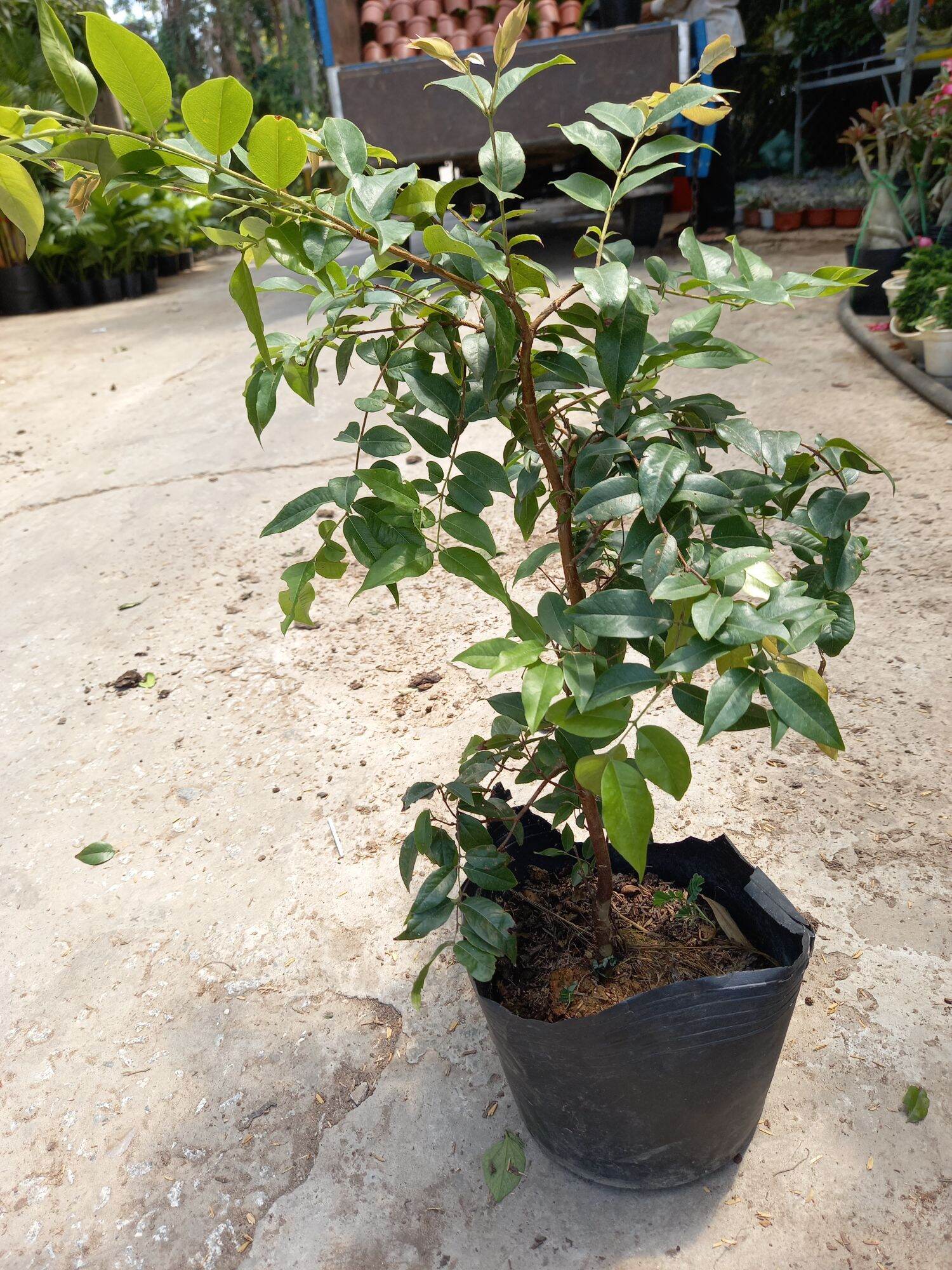 cây nho thân gỗ tứ  quý cao 65cm