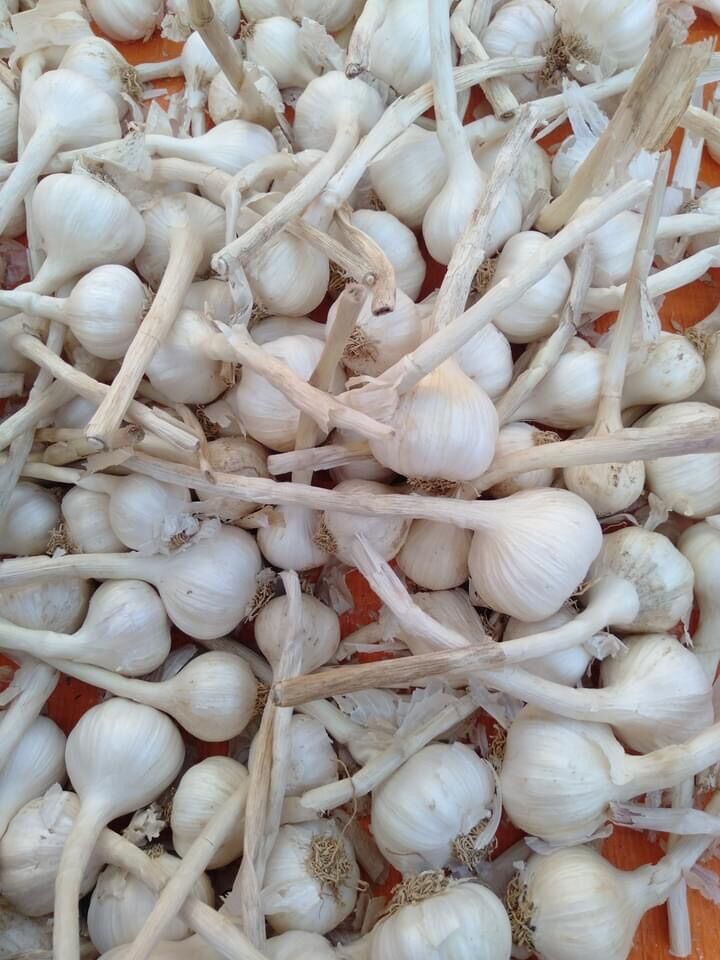 1Kg Tỏi Lai