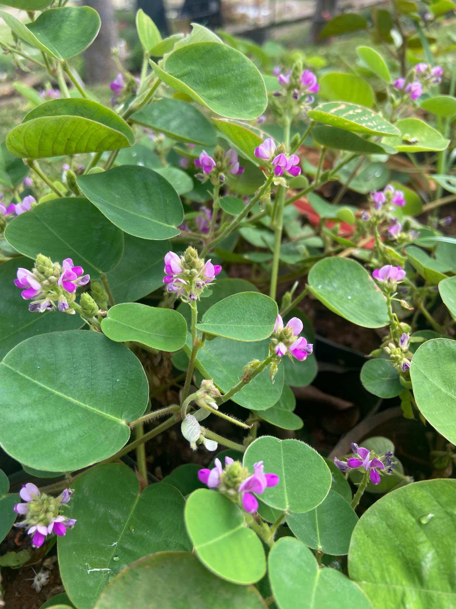 Cây giống kim tiền thảo