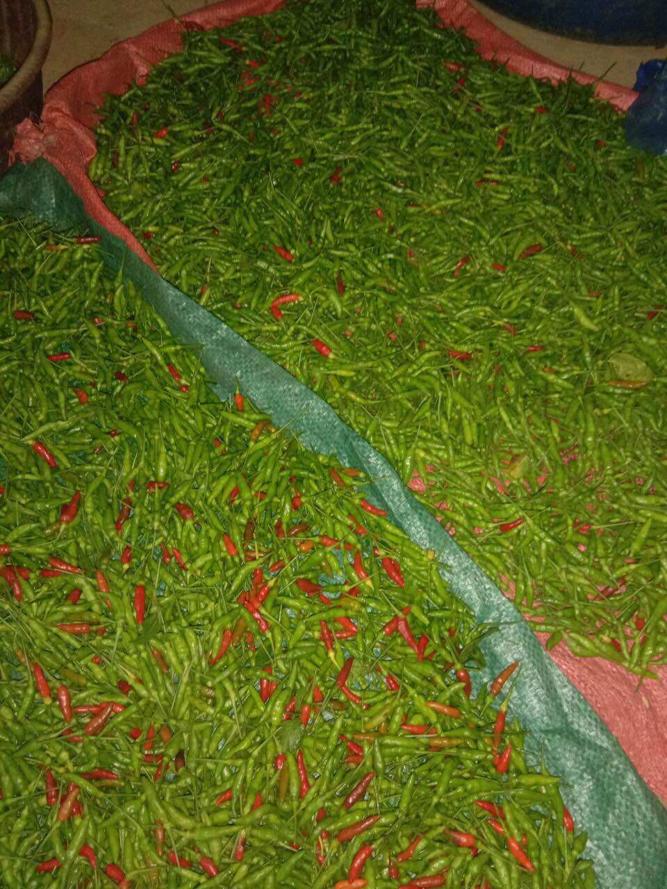 Ớt thóc xanh Sìn Hồ Lai Châu 120k/kg