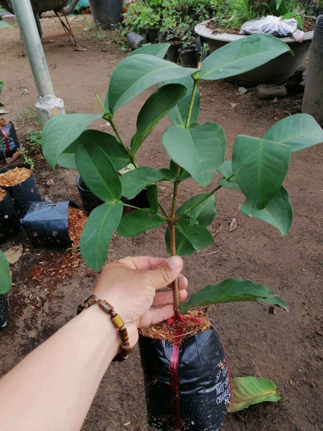 CÂY MẬN HOÀNG YẾN