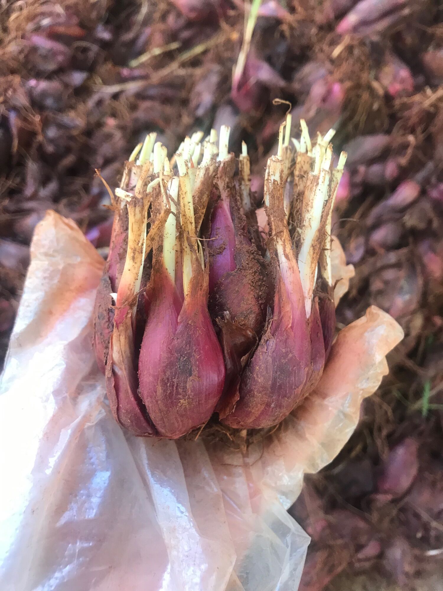 Củ giống Sâm Đại hành Đà Lạt 1kg