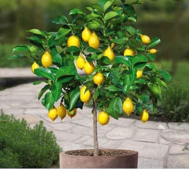 Cây giống chanh vàng Mỹ