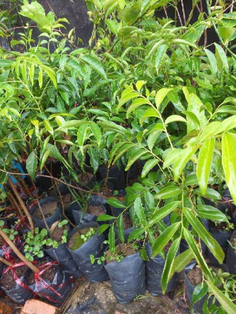 The Macadamia Seedling Is 60cm Tall.
