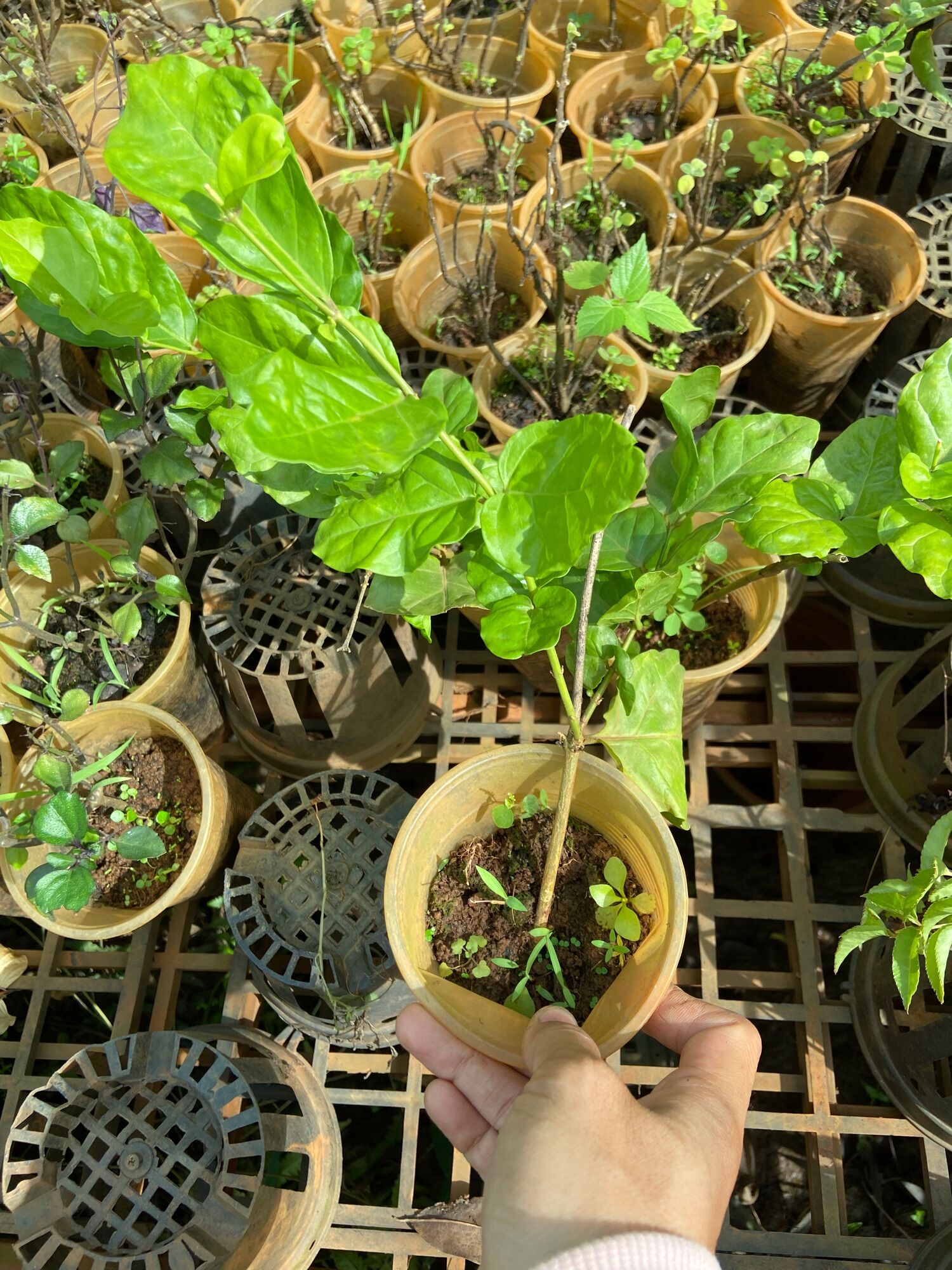 Hoa lài ta (cây giống)
