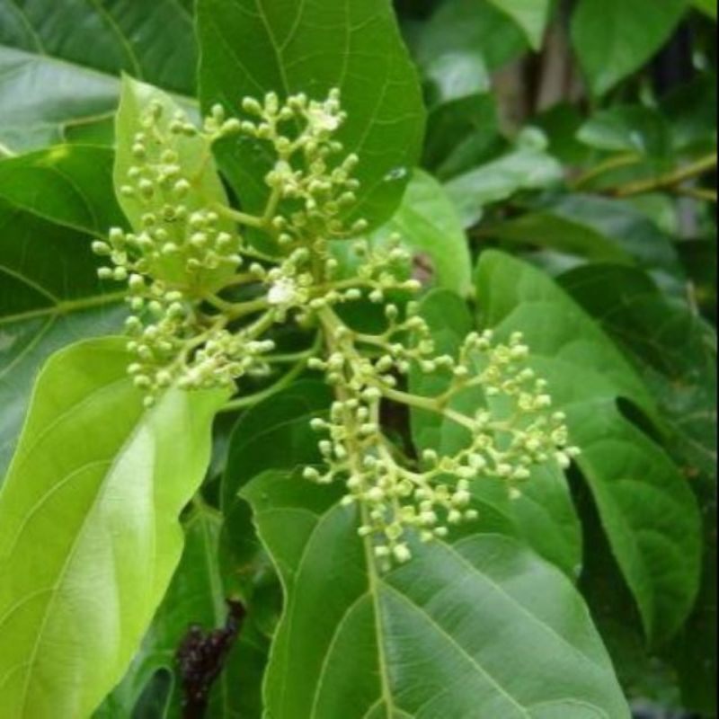 Cây giống lá cách.14k/bầu