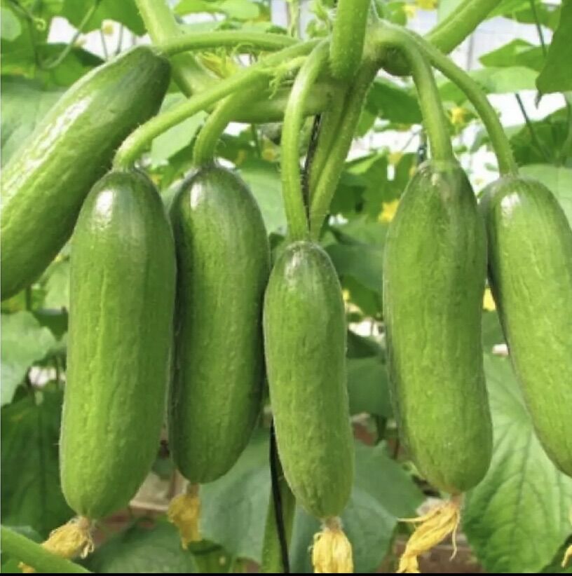 Dưa chuột ngâm chua ngọt hủ 200gr(không tính nước)