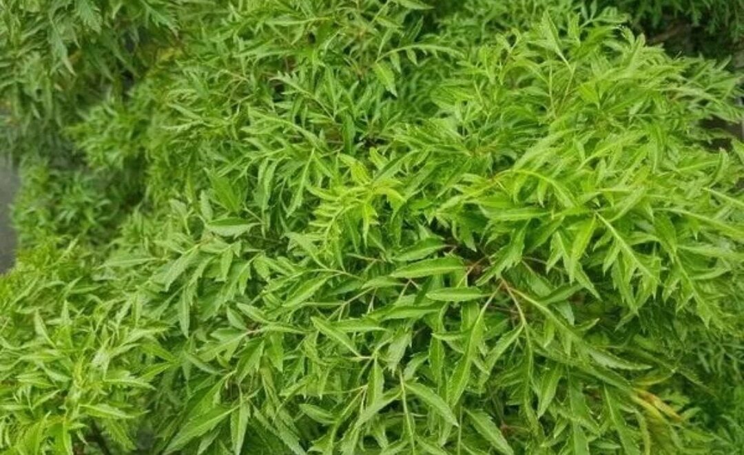 Lá đinh lăng nếp tươi nhánh to , mùi thơm (1kg)