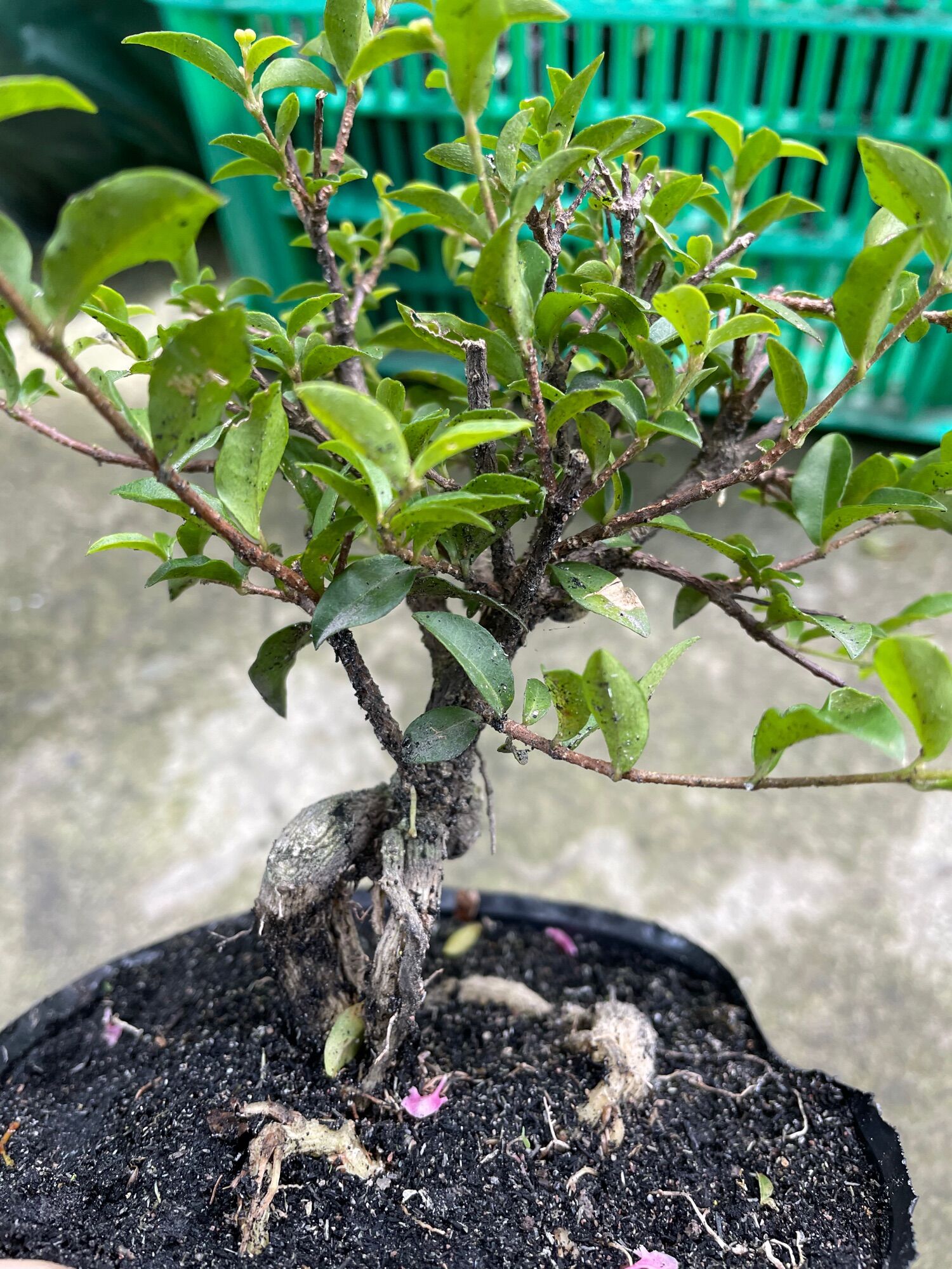 Hồng Ngọc Mai bonsai mini