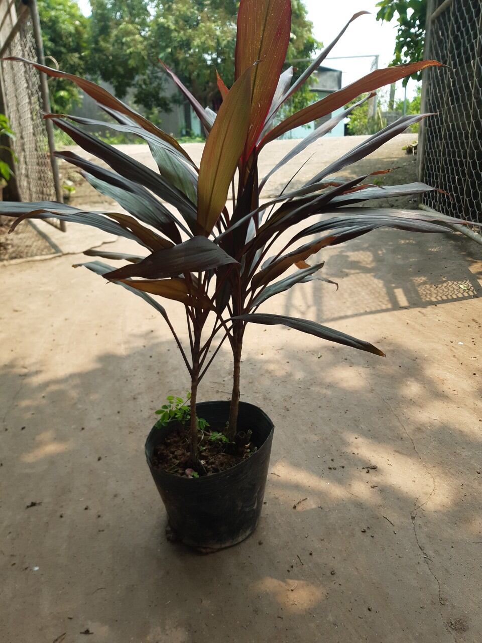 cây huyết dụ như ảnh