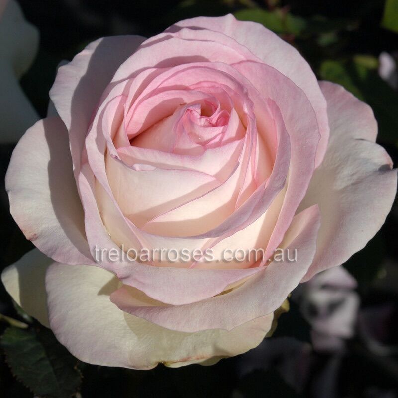 Hoa hồng Moonstone Rose - hoa màu hồng phấn