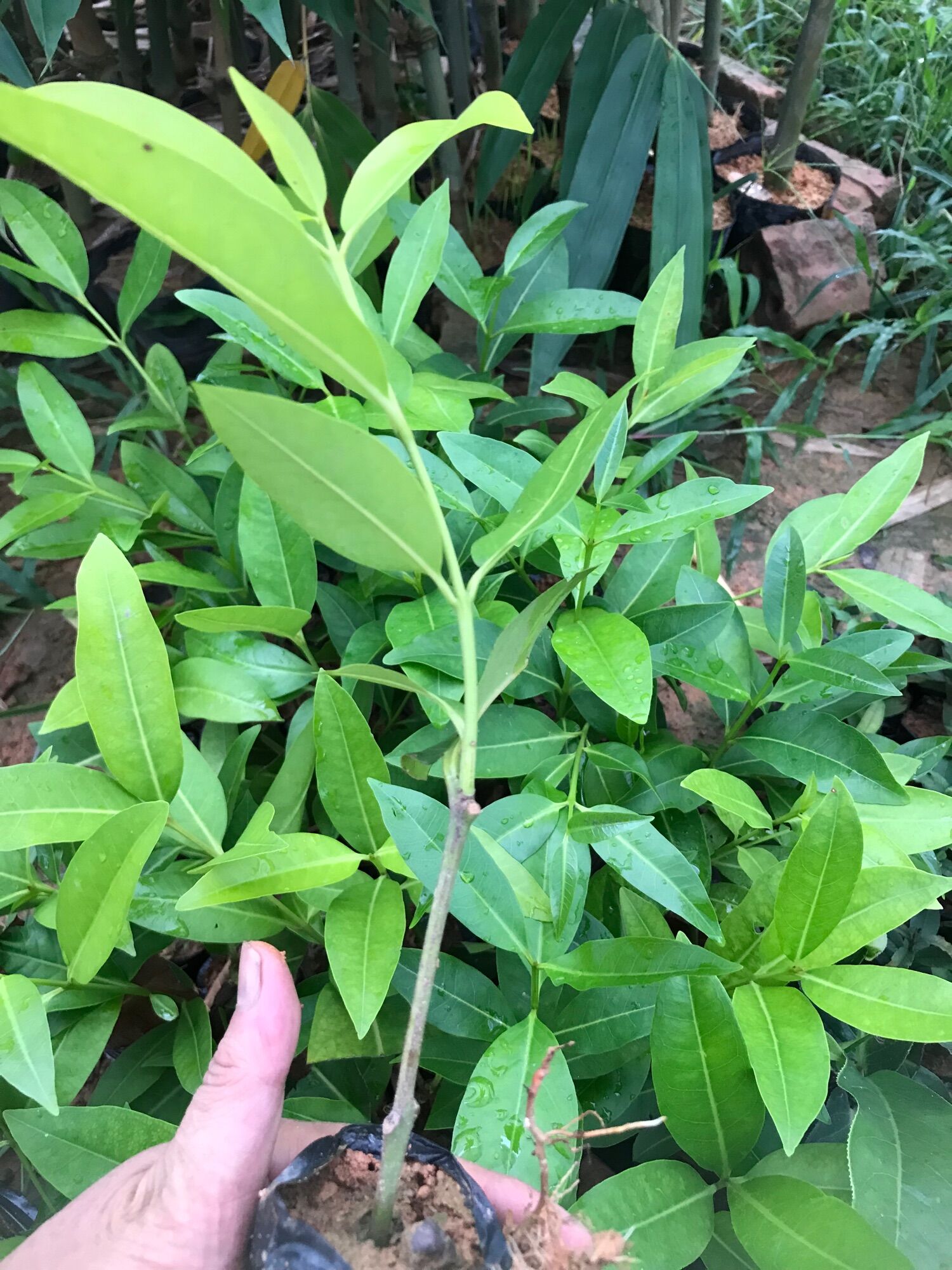 giống cây vối