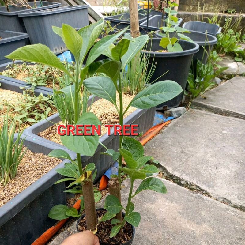 Cây giống mật gấu(cây lá đắng) chậu 2 cây