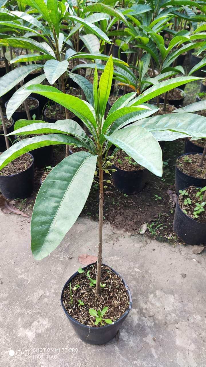 Lê ki ma siêu trái  Thái lan