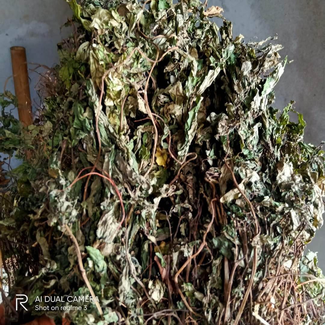 1kg cây cơm kìa  (lá đắng)