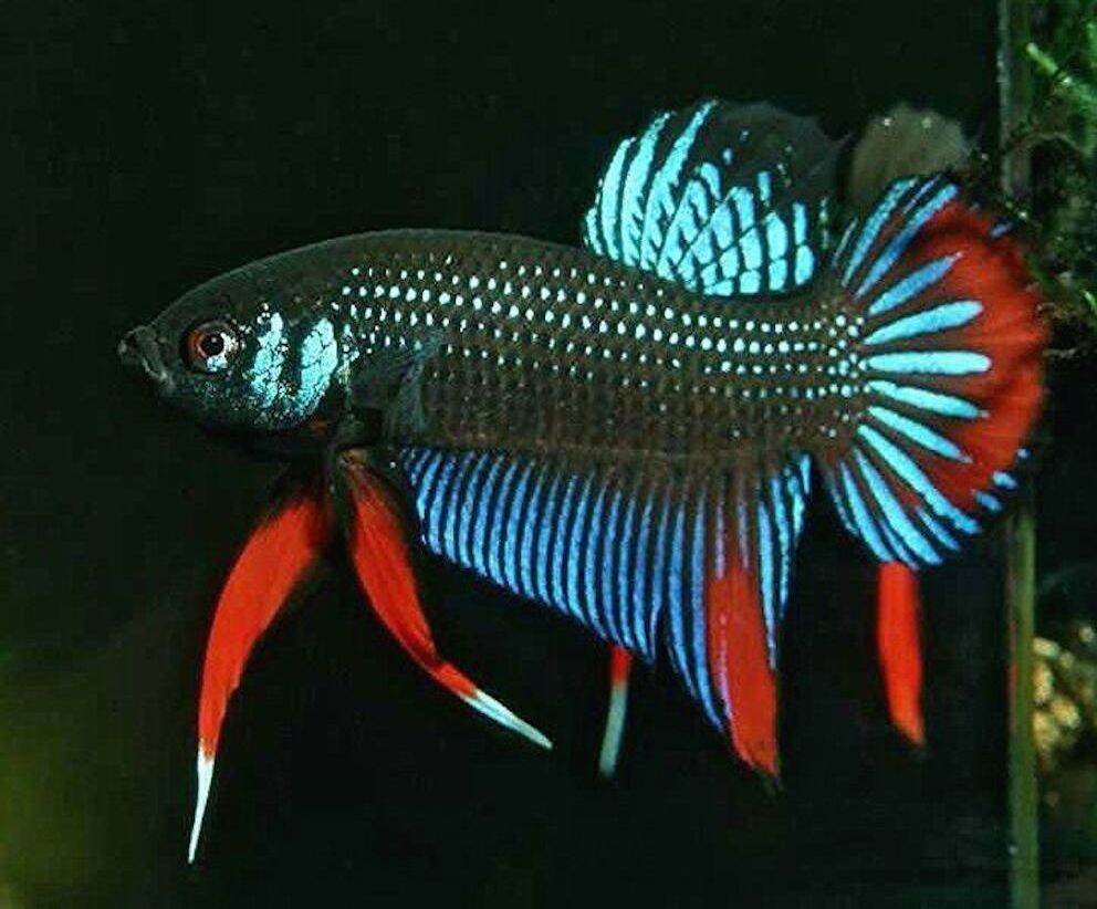 1 Betta đuôi ngắn, Xiêm chọi, Lia thia...... betta đuôi ngắn