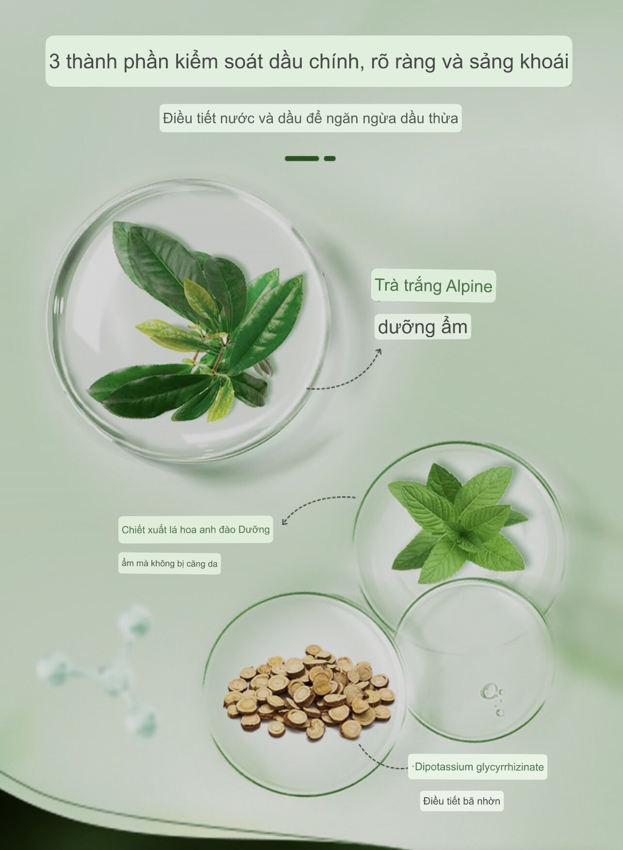 Mặt nạ đất sét bạch trà Dr plant 100g