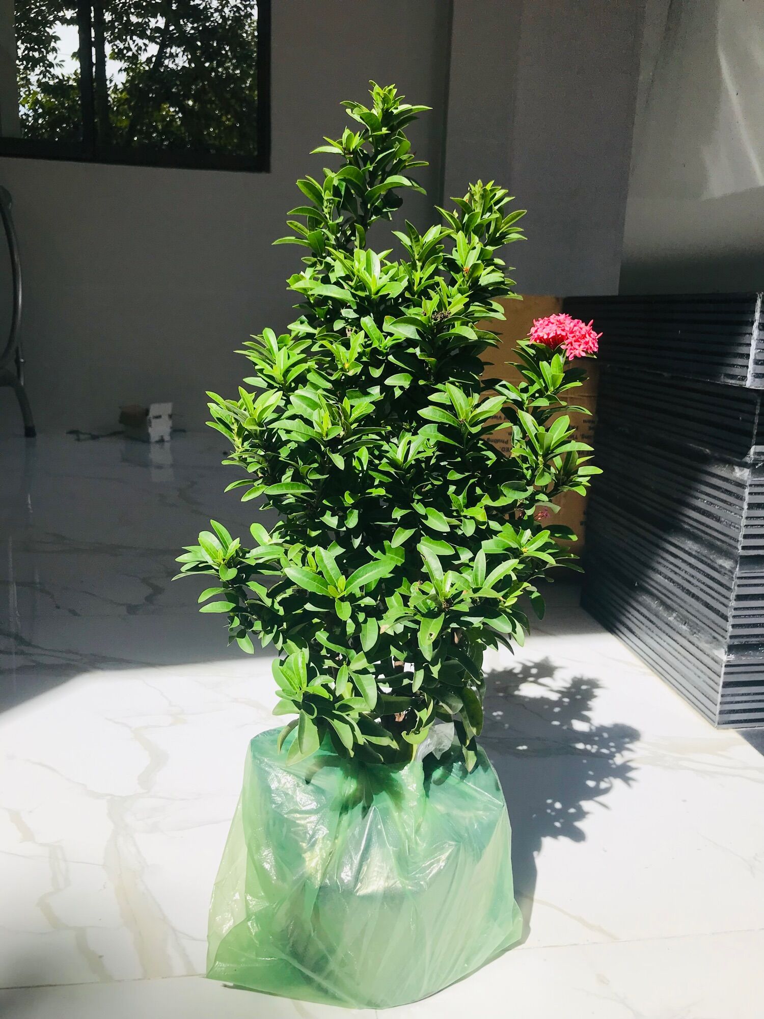 Cây bông trang hồng phấn Thái, lá nhỏ - [Tiền Giang]