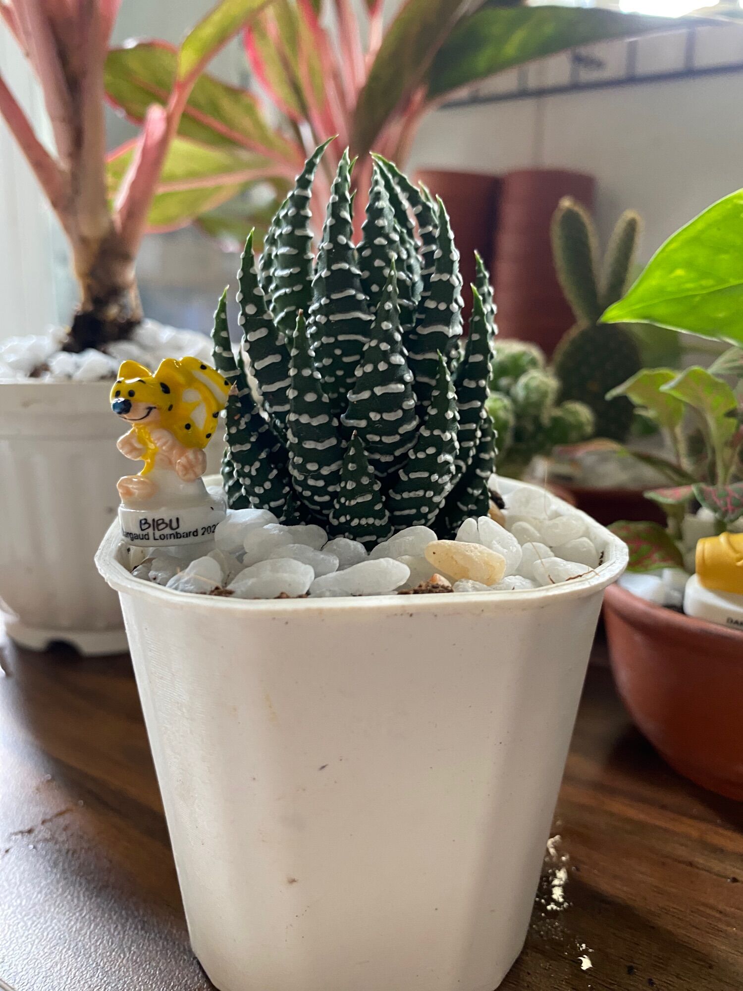 SEN ĐÁ MÓNG RỒNG ( 12 CM ) kèm chậu Mr Moon.